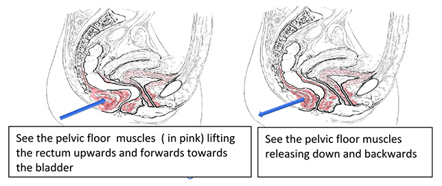 continence Foundation Ireland pelvic Floor Muscles illustration