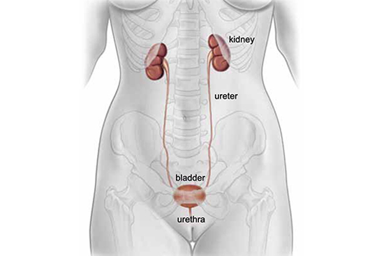 continence Foundation Ireland Urodynamics photo 